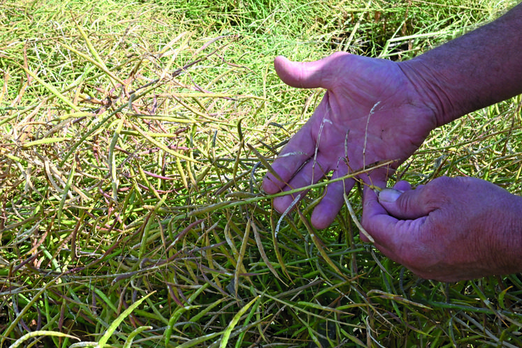 Un pied de colza impacté par la grêle. Une partie de ses grains sont tombés au sol. 