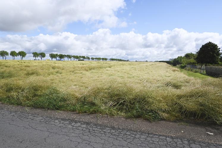 À Courbouzon, ce champ de colza de Jérôme Genty a été couché par les intempéries du 4 juin.