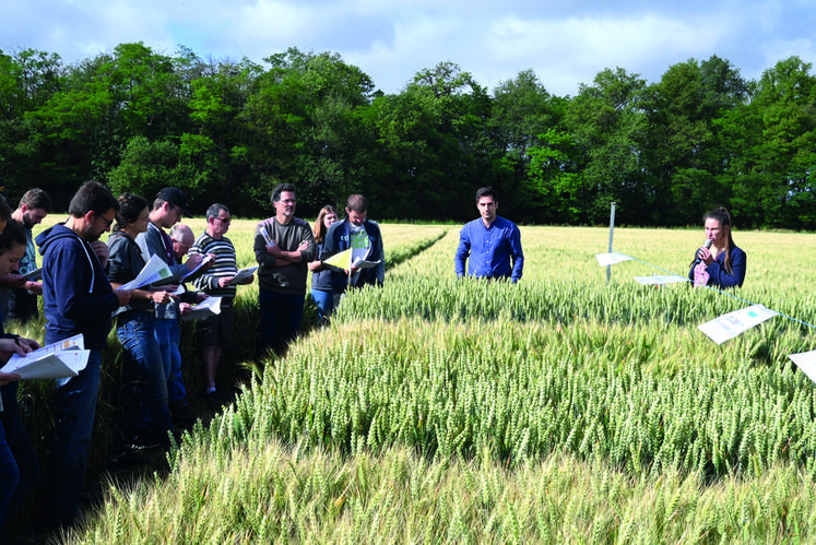 Vendredi 10 juin, à Savigny-sur-Braye. Lors de la visite d'essais blé tendre, Chloé Cuinier, conseillère grandes cultures à la chambre d'Agriculture, donne des explications aux exploitants présents.