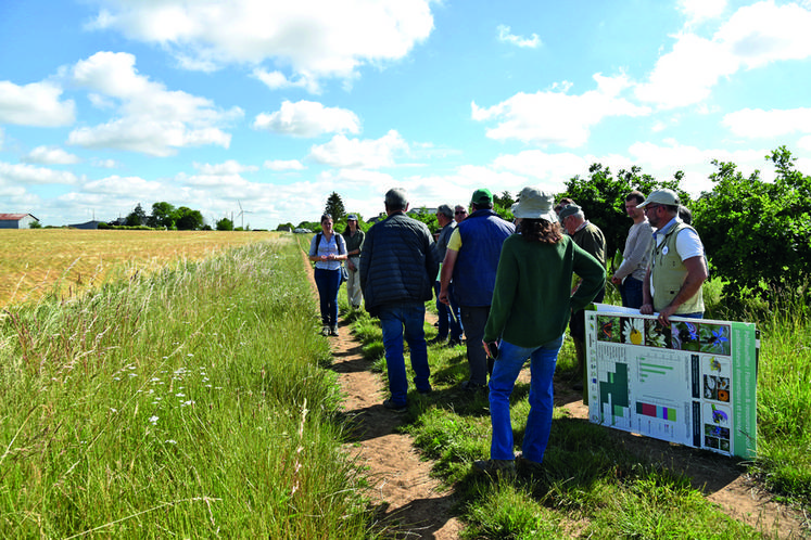 L'agriculteur a également implanté environ 500 mètres du mélange Agrifaune bords de champs.