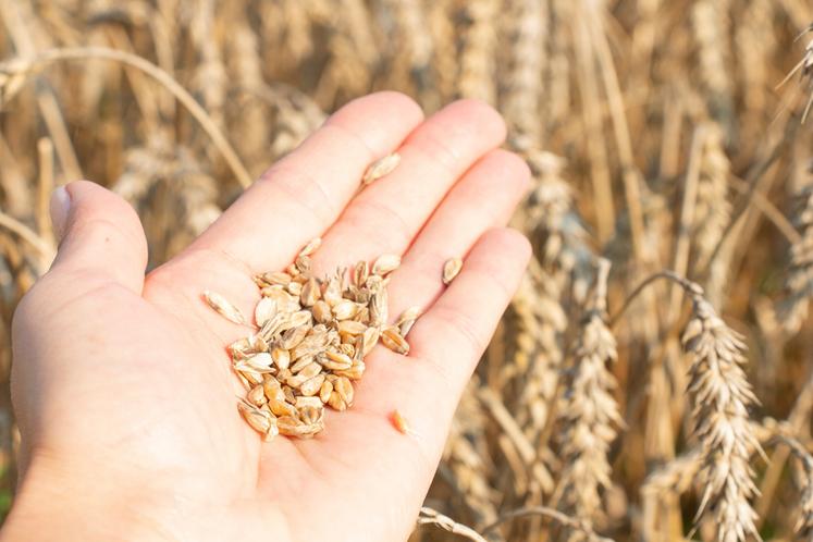 Selon Nicolas Thibaud, «	un régime excessif du batteur altère toujours la ­qualité du grain	». 