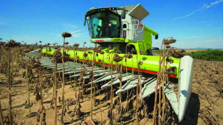 Le Sunspeed de Class saisit les tournesols à l'aide des plateaux cueilleurs. 