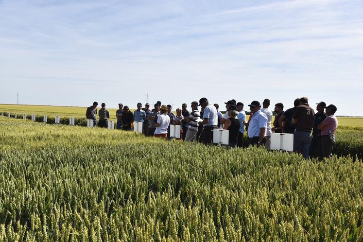 Mardi 14 juin, à Morville-en-Beauce. Durant la matinée, les essais variétaux blé ont été présentés aux visiteurs venus nombreux.