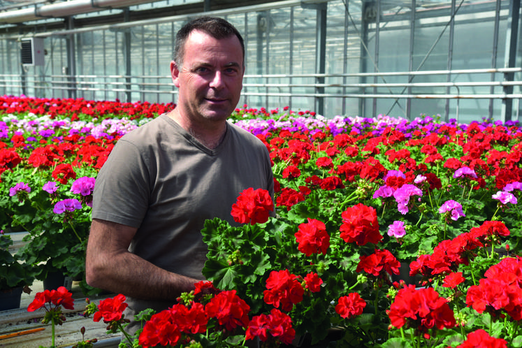 Faremoutiers, jeudi 2 juin. Régis Benoist au milieu de sa serre de géraniums. Cette année, le rose est privilégié au rouge contrairement à d'habitude.