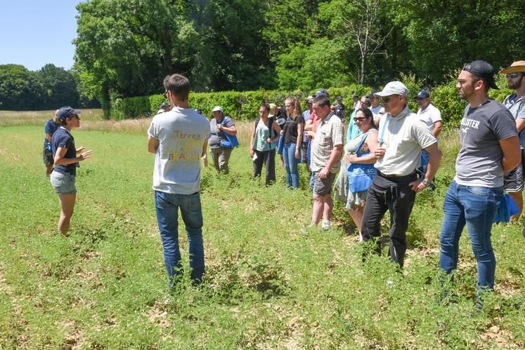 Le pois chiche pousse dans les cailloux, ont pu constater les exploitants en faisant le tour des parcelles de la ferme expérimentale de Miermaigne.