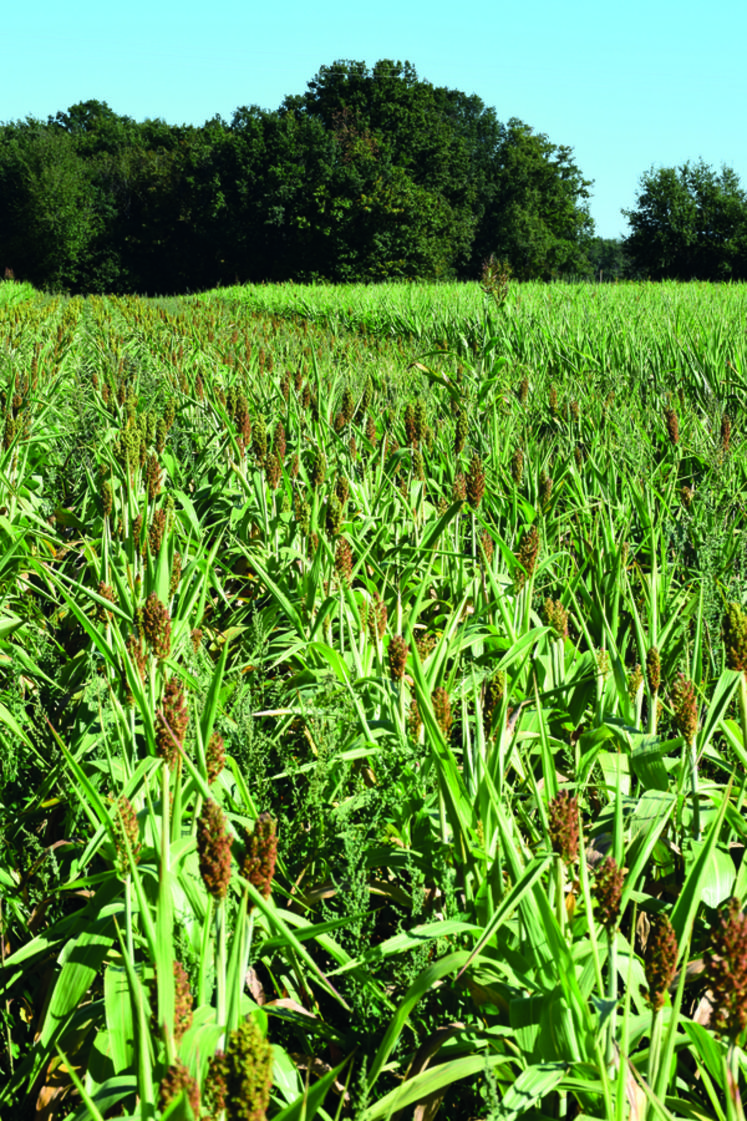 Semés entre mai et juillet, les sorghos fourragers multicoupes continuent de pousser par fortes chaleurs.