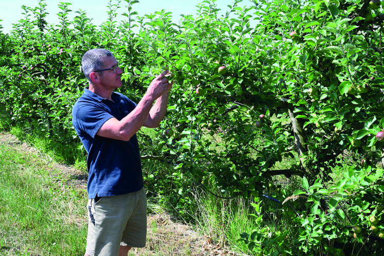Laurent Ducrot, arboriculteur à Mont-près-Chambord, scrute les fruits de son verger. 