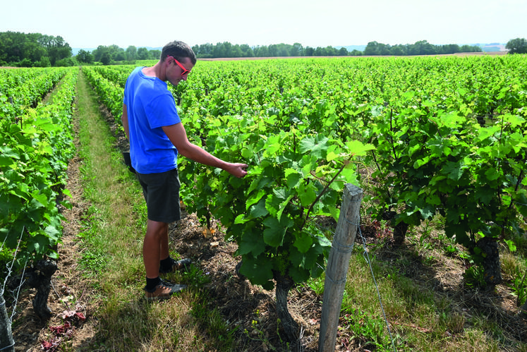 Florent Jumert, viticulteur et co-gérant de la Cave de la Berthelotière à Villiers-sur-Loire, présente ses vignes de pineau-d'Aunis. 
