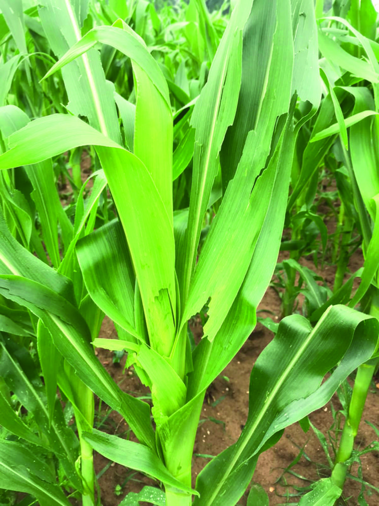 Maïs impacté par les grêlons à La Croix-en-Brie.