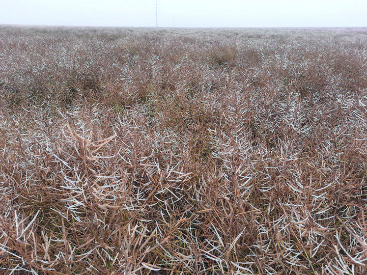 Larchant, lundi 20 juin. Colza égrené.