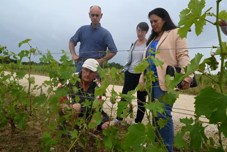 Mercredi 22 juin, au Controis-en-Sologne. Temanuata Girard observe les dégâts sur les vignes de Lionel Gosseaume en présence de François Cazin. 