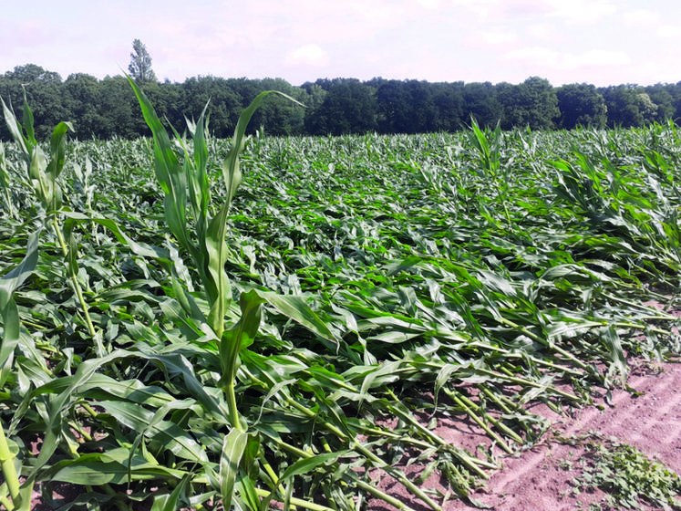 Deux hectares de cultures ravagées par la grêle près de Sandillon, dimanche 19 juin.