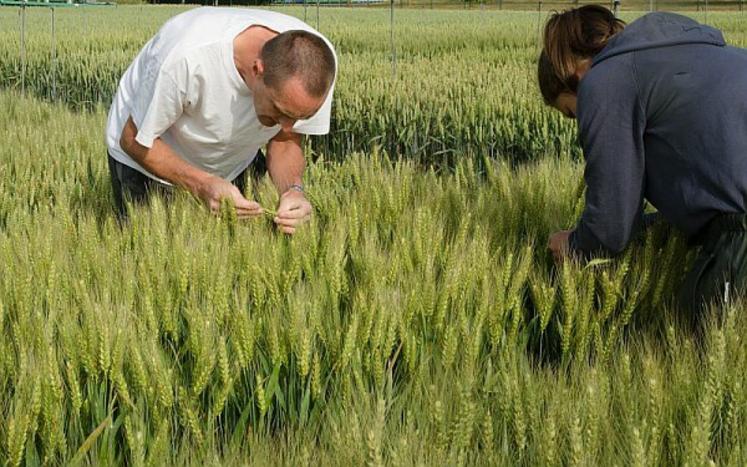 Variétés de blé les plus semées en France
