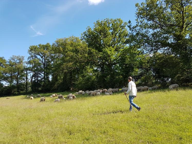 En privilégiant l’herbe comme aliment pour produire des agneaux, l’éleveur assure l’autonomie protéique du cheptel à moindre coût.