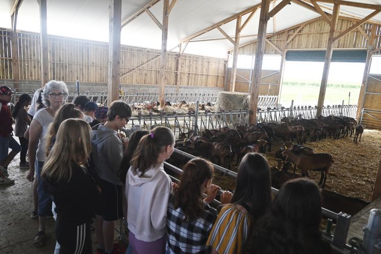 Lundi 4 juillet, à Selles-sur-Cher. Les élèves du collège de la commune ont visité la chèvrerie de Marie-Frédérique Péré grâce au programme mené par la Société départementale d’agriculture. 