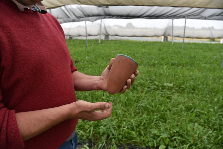 Le mycélium est implanté dans des pots d’argile comme celui-ci.