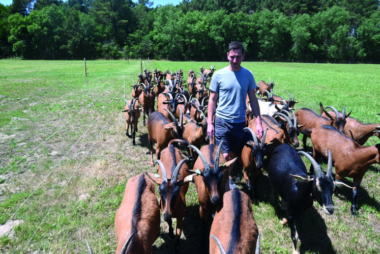 Aymeric Avonts possède un cheptel d'une soixantaine de chèvres. Avec leur lait, il fabrique des fromages qu'il commercialise principalement en vente directe à la ferme, à Pruniers-en-Sologne.