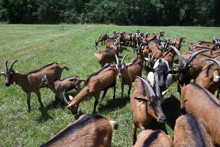 Les chèvres de la Ferme de Pan, à Pruniers-en-Sologne, pâturent en plein air.