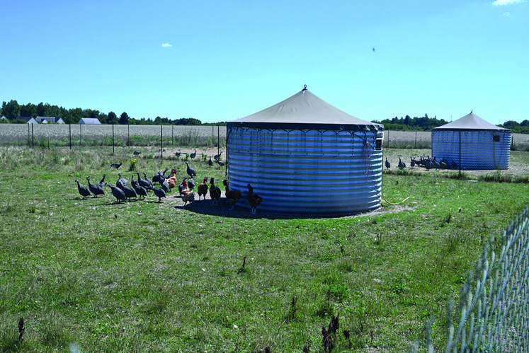 Les volailles de la Ferme de la Brigaudière sont élevées en plein air.