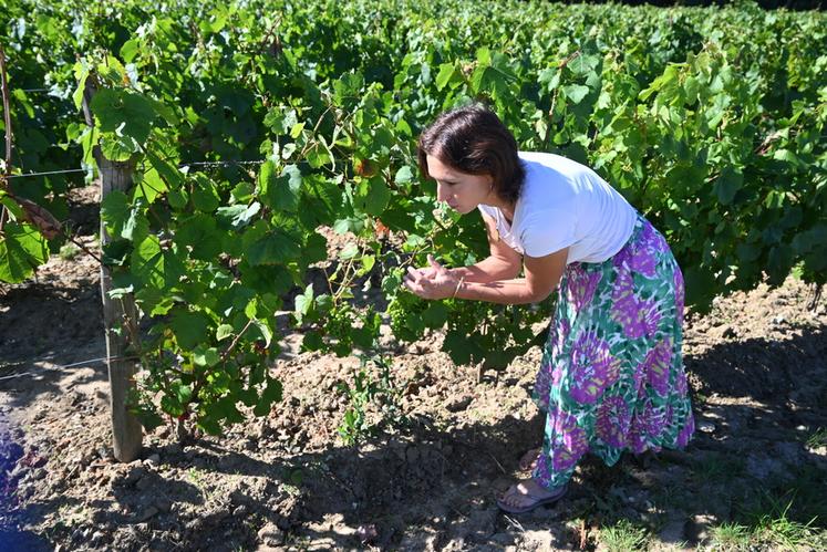 Aude Clavier, la gérante du domaine Divin Loire à Oisly, et ses 9,5 hectares de vignes accueillent régulièrement des clients en vente directe.