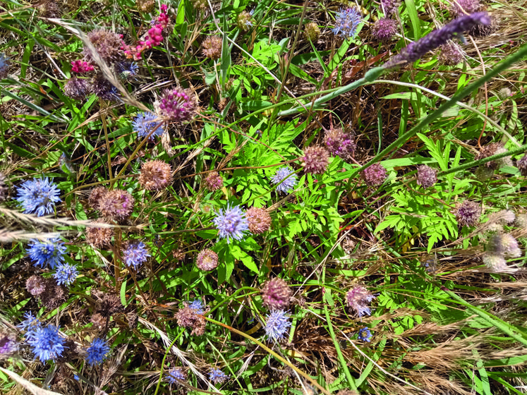 Petits pieds d'ambroisie à feuilles d'armoise (plante invasive) parmi des plants de jasione des montagnes (plante rare en Île-de-France).