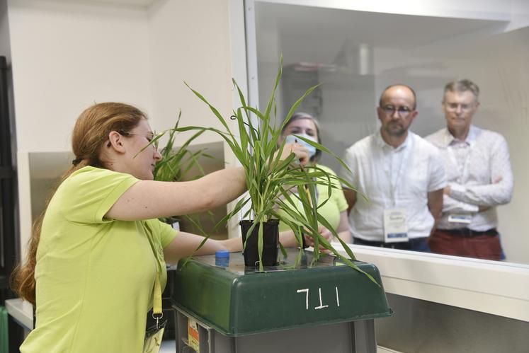 Les techniciens travaillent sur des cultures diverses : céréales à paille, maïs, sorgho, pomme de terre, lin fibre...