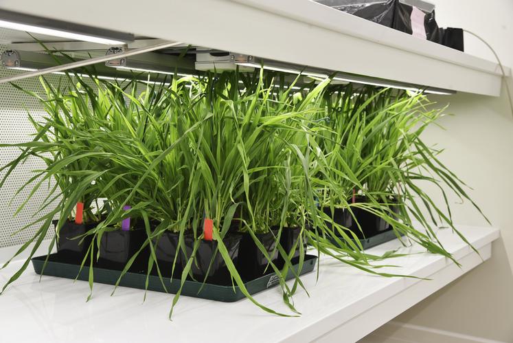 Le laboratoire est entièrement équipé pour mener des expérimentations en milieu contrôlé.