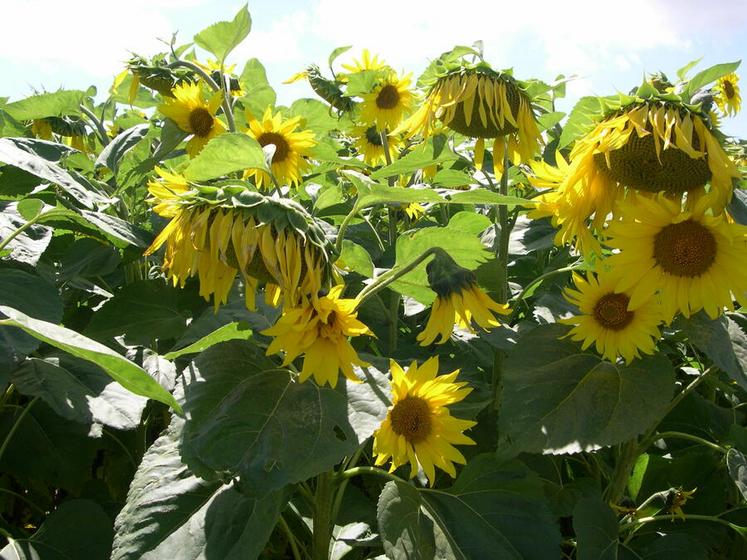 Tous les tournesols polyflores ne sont pas des sauvages.