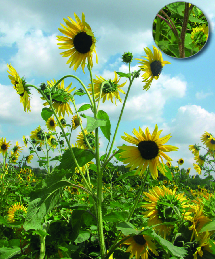 Les tournesols sauvages se caractérisent par une hauteur supérieure à 2 mètres, un port buissonnant, de nombreux petits capitules, une pigmentation violacée.