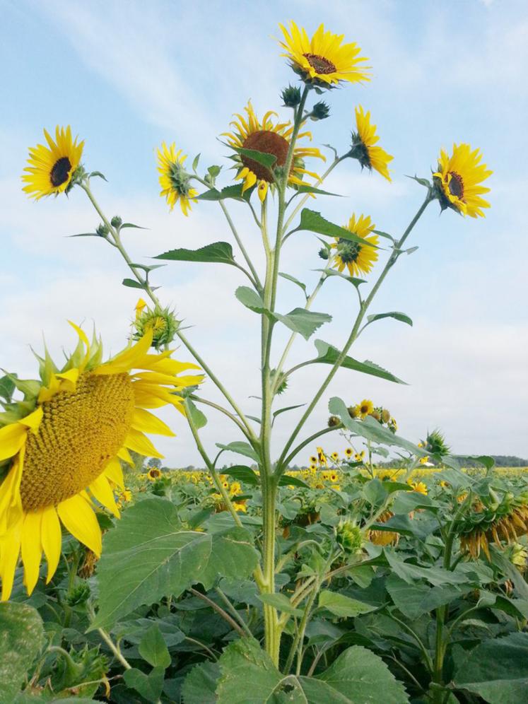 En cas d'apparition de tournesols sauvages sur les parcelles, différentes actions de lutte sont à mener. 