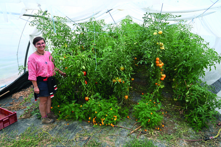 Isabelle Delille, maraîchère à Lorges en pleine Beauce, cultive plus de 650 pieds de tomates pour cette saison 2022. 