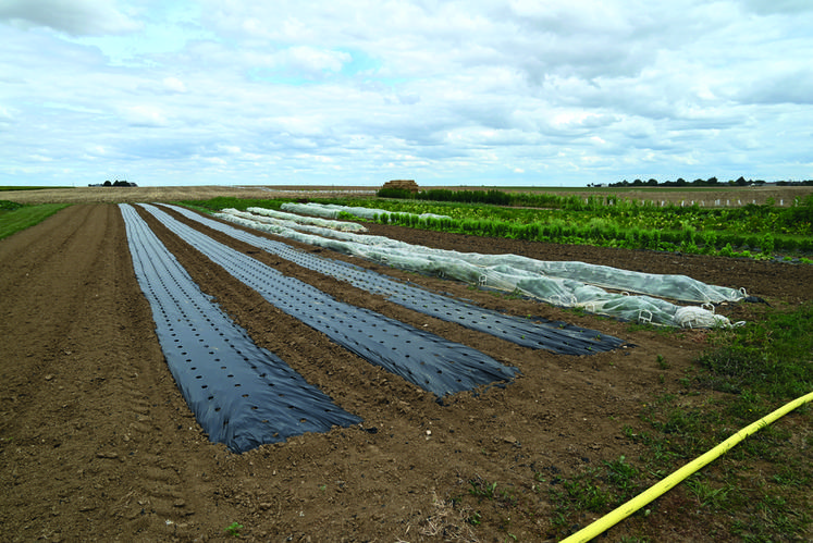 Le panier d'Ahaut possède 7 tunnels de 2	500 m² mais également des cultures de légumes en plein air.