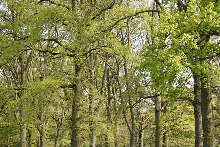 La certification FSC permet à l'AEV de faire reconnaitre sa gestion responsable et durable. 