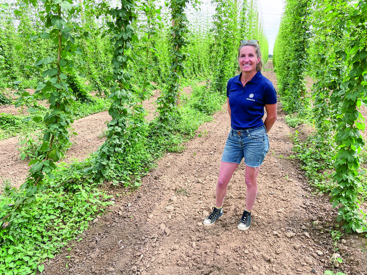 Le 28 juillet, à Theuville. Avec ses 300 poteaux de sept mètres de haut, la houblonnière de Rodolphe et Séverine Pichard se voit de loin. La première récolte est en cours.