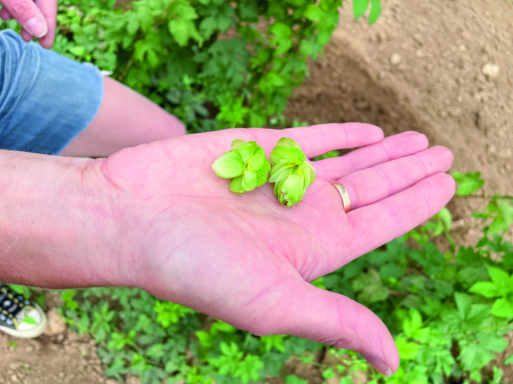La poudre jaune à l'intérieur du cône de houblon concentre les parfums.