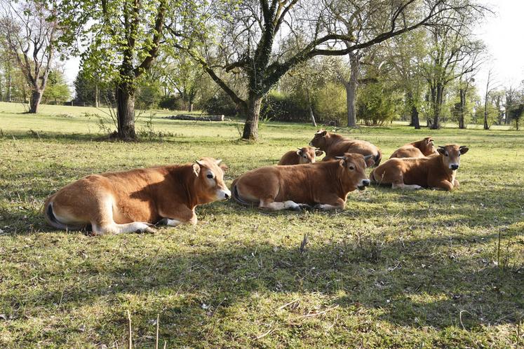 La chambre d'Agriculture propose deux journées de formation sur le coût de production en élevage bovins viande.