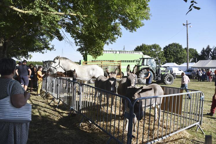 Douze exposants étaient venus présenter leurs animaux	: chèvres, poneys, moutons, ânes, chevaux, bovins viande, bovins lait, lapins et poules ont su attirer petits et grands.