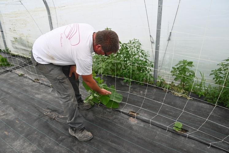 Denis Billault est producteur de cornichons à Ouchamps (Loir-et-Cher) avec 27 000 pieds de cornichons.