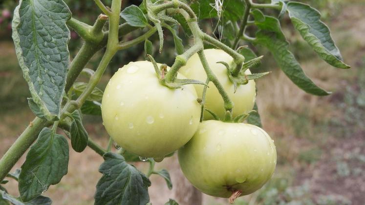 Les paysans franciliens ont vivement réagi après la diffusion du témoignage d'un maraîcher essonnien affirmant n'avoir jamais recours à l'eau sur ses cultures. 