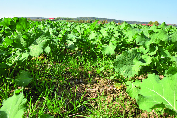 Vulpin dans le colza.