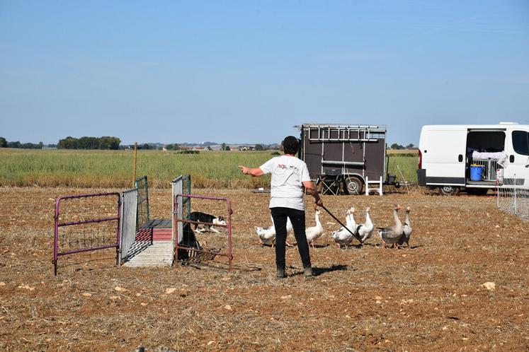 Démonstration de dressage des oies.