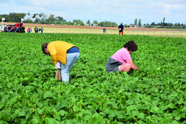 Cueillette de légumes autorisée, les visiteurs ne se sont pas privés et ont ramassé pommes de terre, navets, betteraves et haricots. Du frais et local garanti ! 