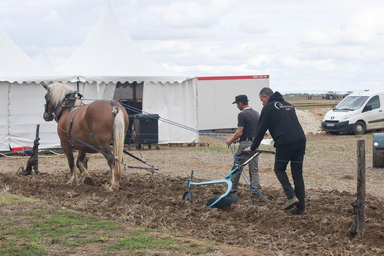 Démonstration de labour par traction animale. Deux hommes, un cheval pour un hectare par jour...