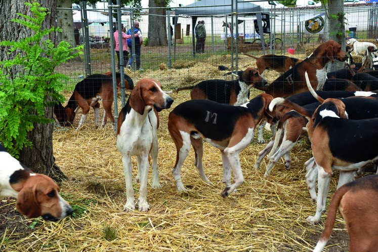 Le Club du chien d'ordre était de la fête.