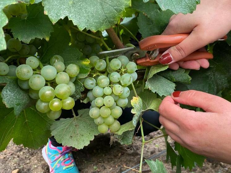 La récolte des cépages des vins blancs s'est bien passée dans le Loir-et-Cher.