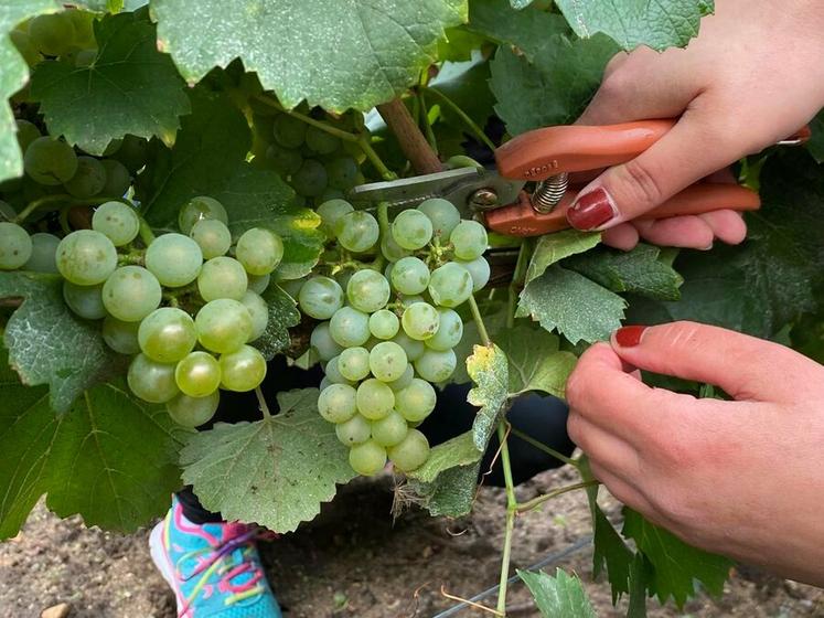La récolte des cépages des vins blancs s'est bien passée dans le Loir-et-Cher.