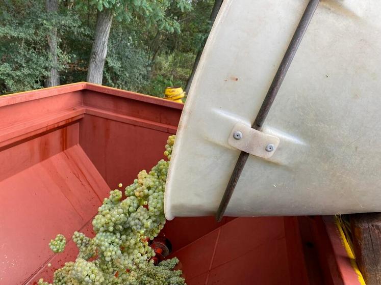 Les vendanges ont commencé précocement du côté de la Coopérative des coteaux du Vendômois. 