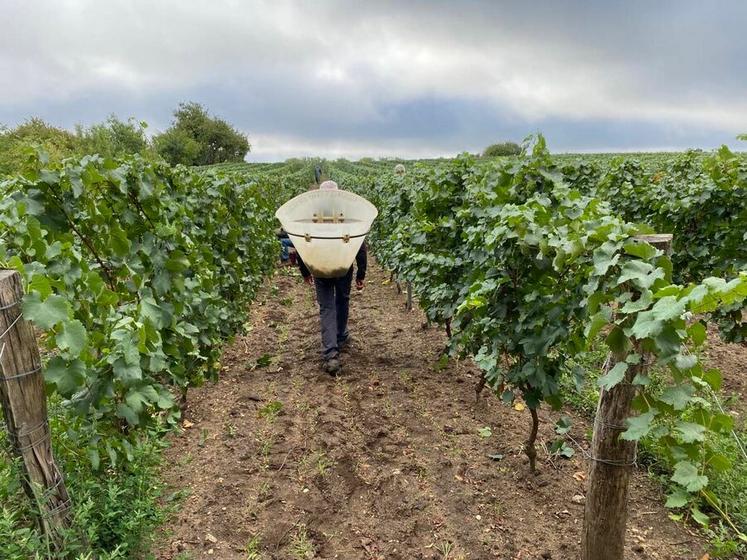 Les vendanges ont démarré à partir du 20 août avec une difficulté pour les viticulteurs pour trouver de la main-d'Suvre.