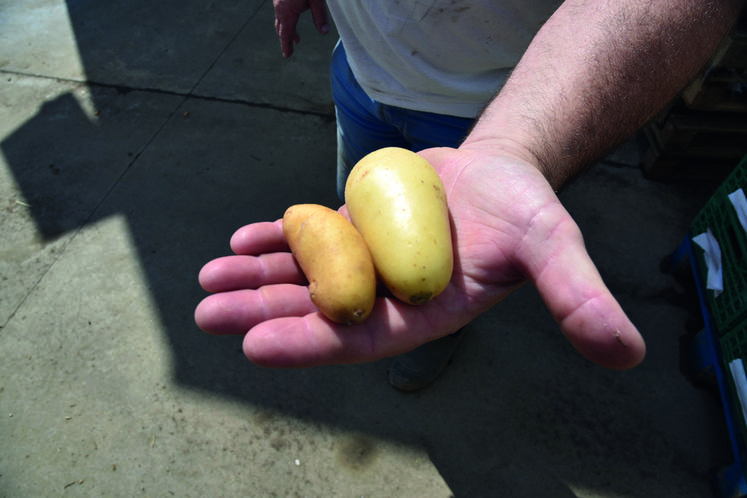 Voici la différence entre, à droite, une pomme de terre de taille correcte et, à gauche, une pomme de terre «	pré-cuite	» dans le sol car moins enfouie.