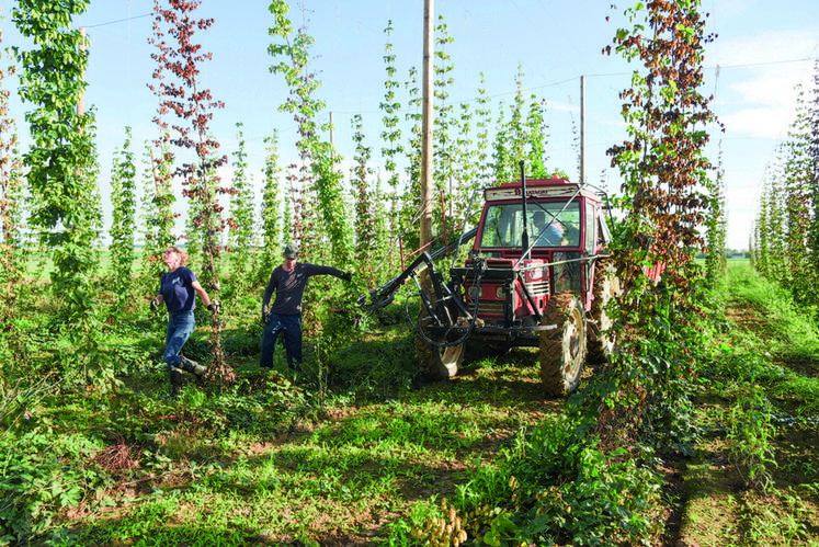 Le 14 septembre, à Theuville. La récolte du houblon ne souffre pas de retard et a demandé un certain investissement physique pour cette première.